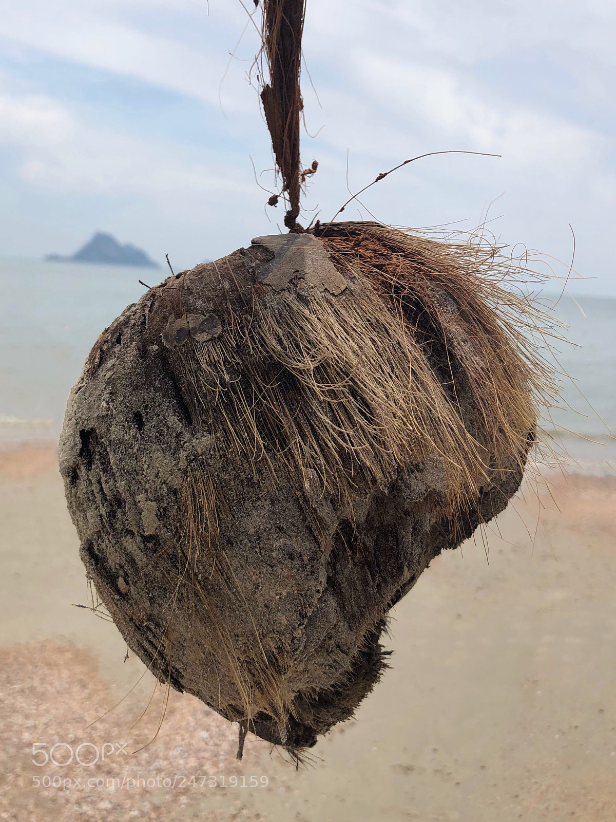 Apple iPhone 8 Plus sample photo. A washed up coconut photography