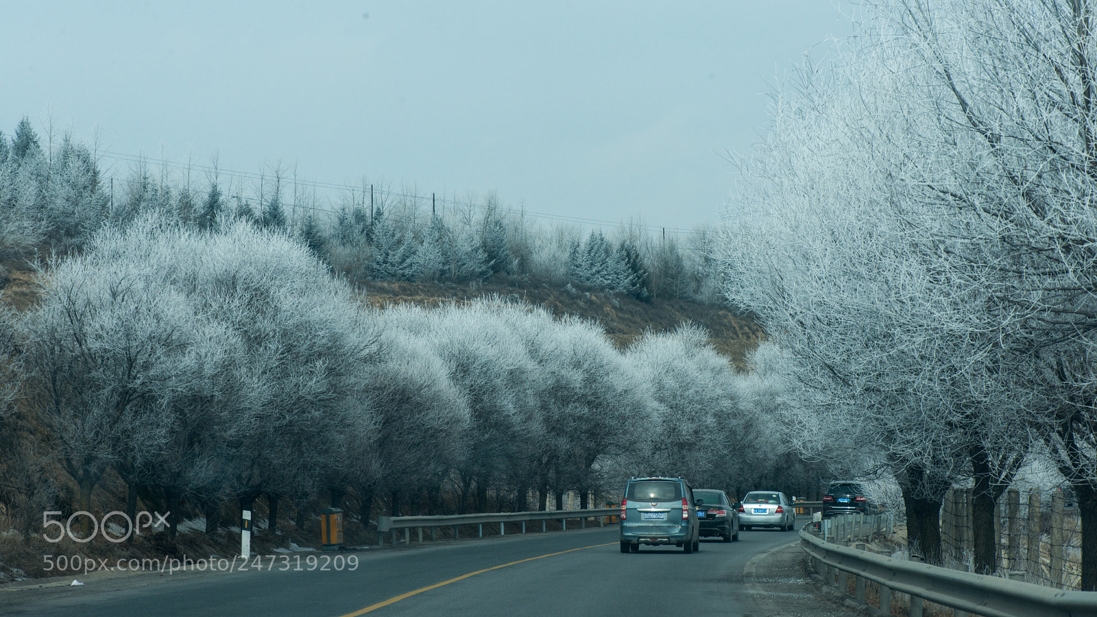Nikon D800E sample photo. The trees covered with photography