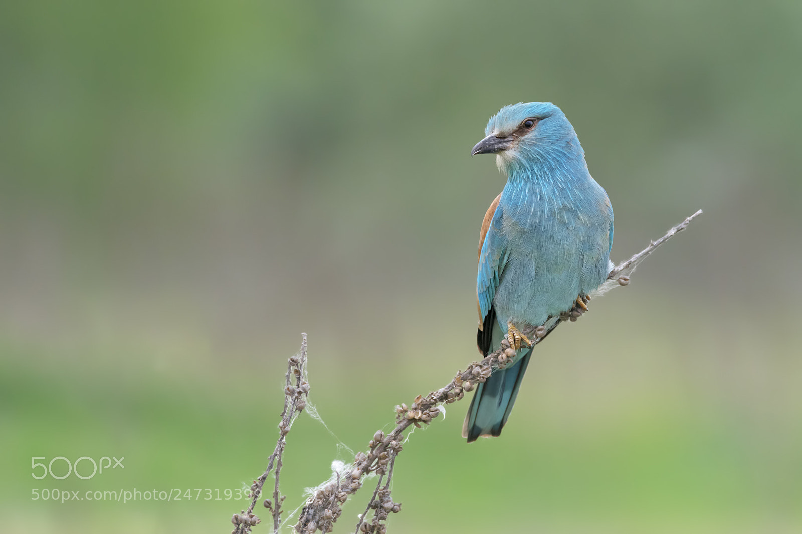 Nikon D810 sample photo. European roller photography