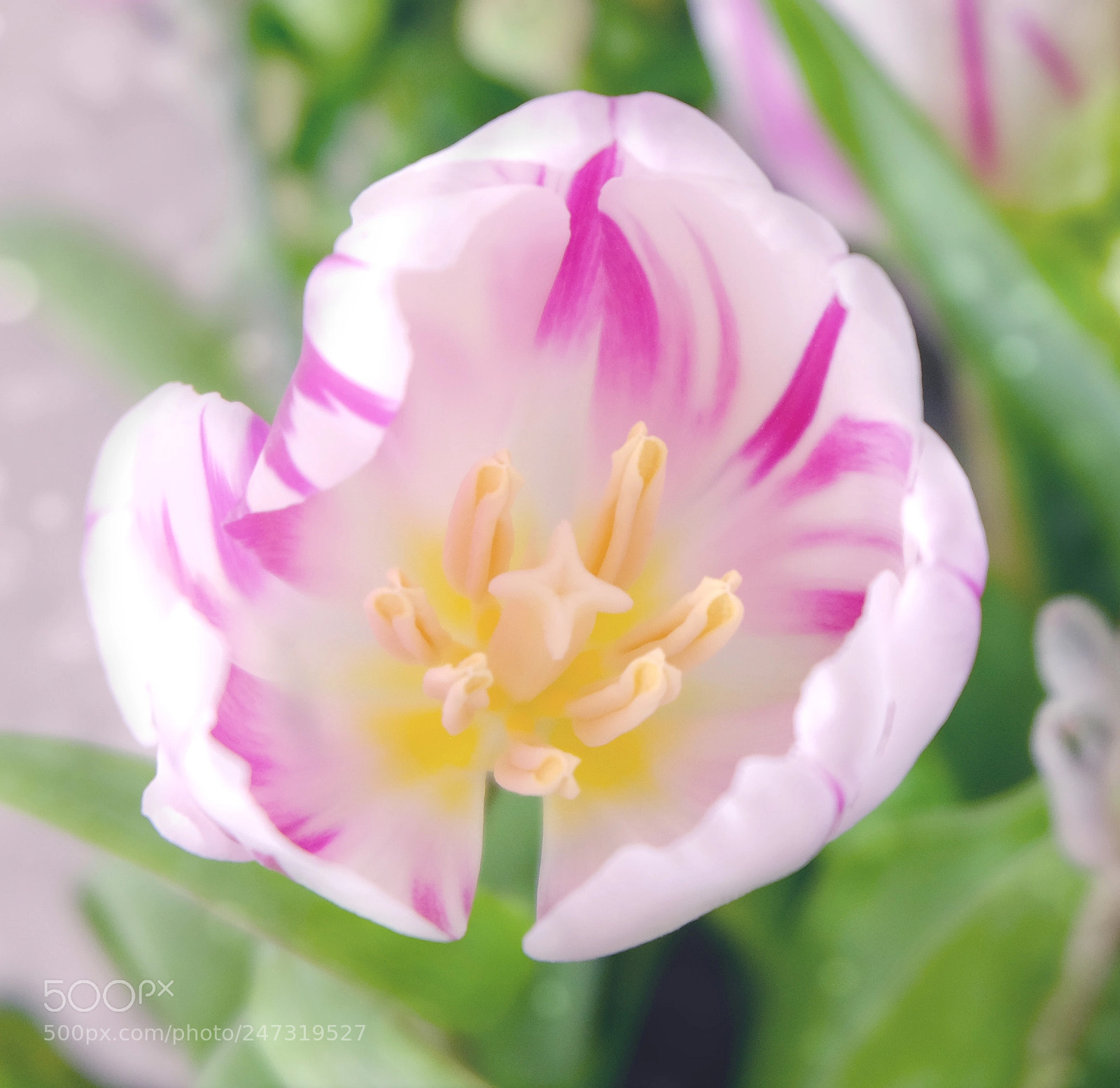 Fujifilm X-T10 sample photo. Tulip photography
