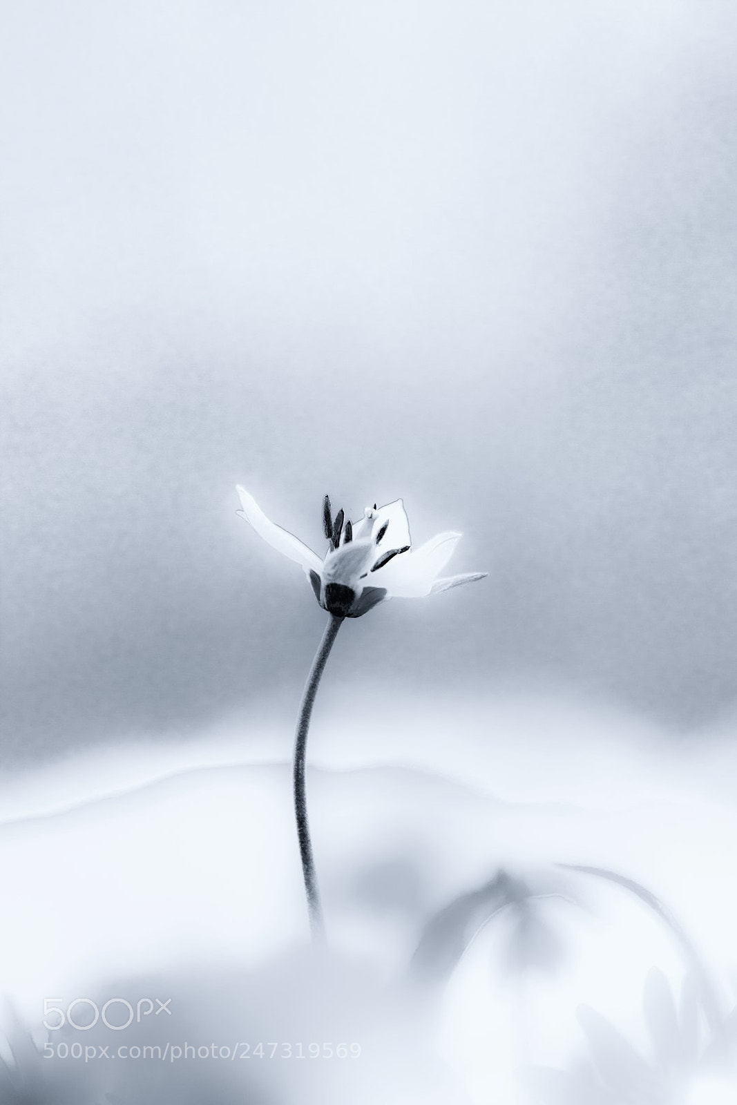 Canon EOS 7D Mark II sample photo. Delicate photography