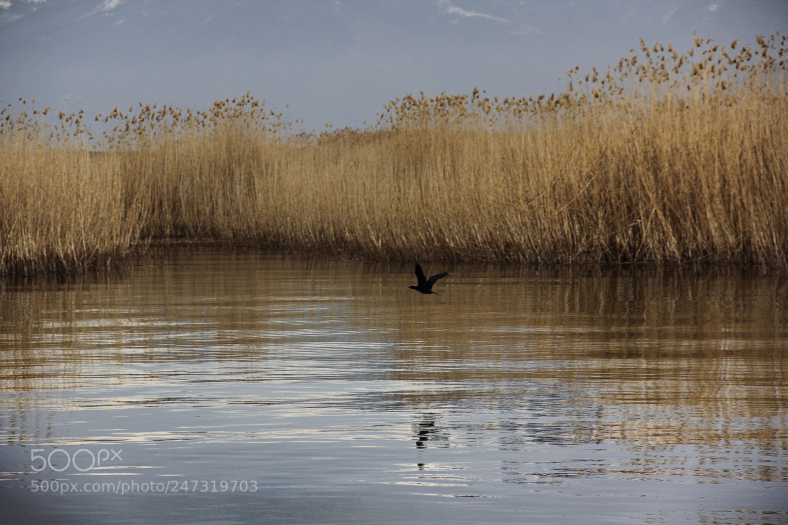 Canon EOS 60D sample photo. In the lake photography