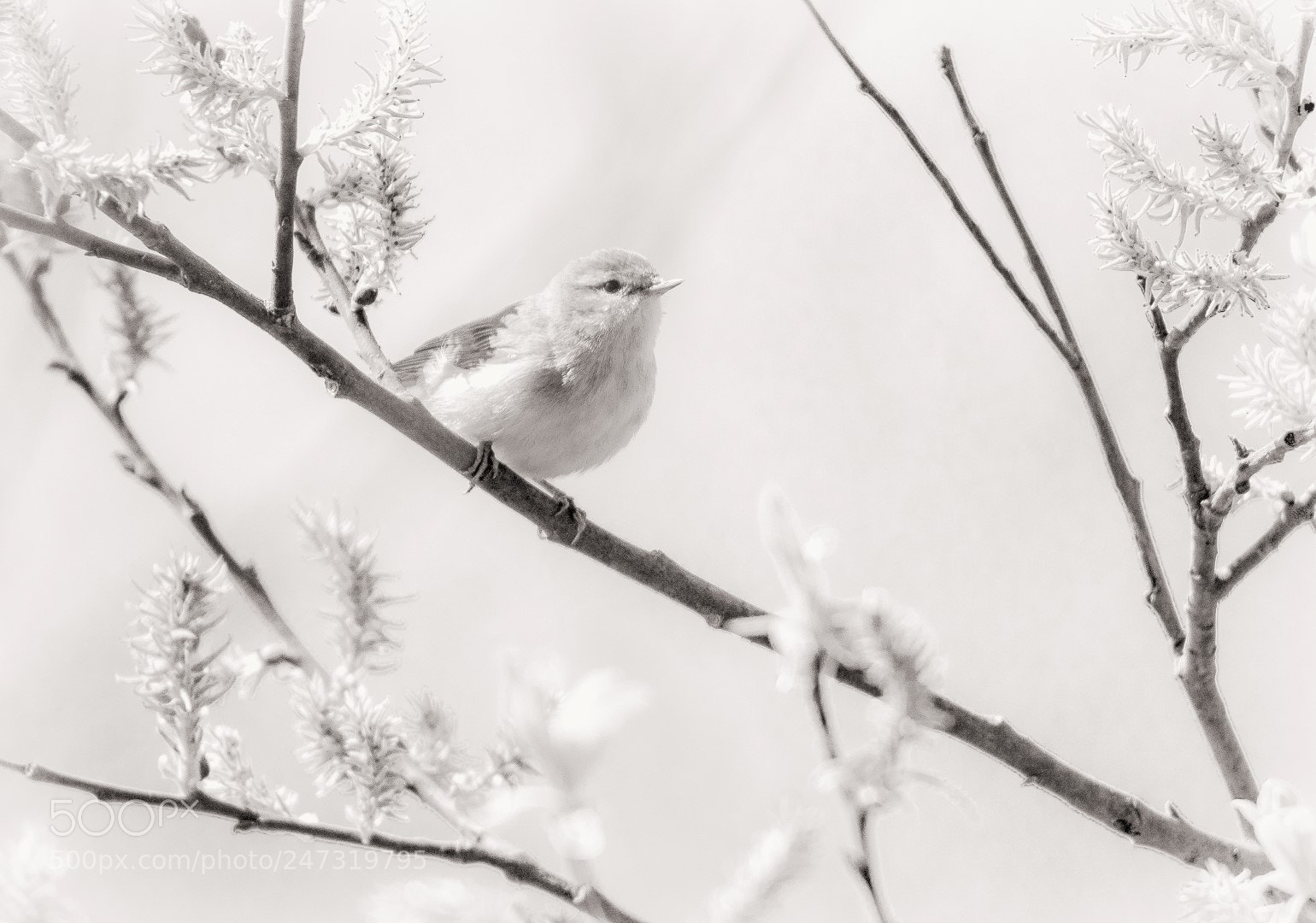 Canon EOS 7D Mark II sample photo. Bird photography