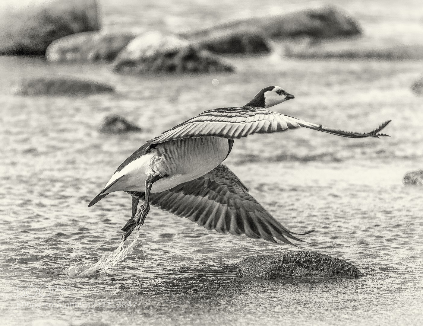 Canon EOS 7D Mark II sample photo. Up up and away photography