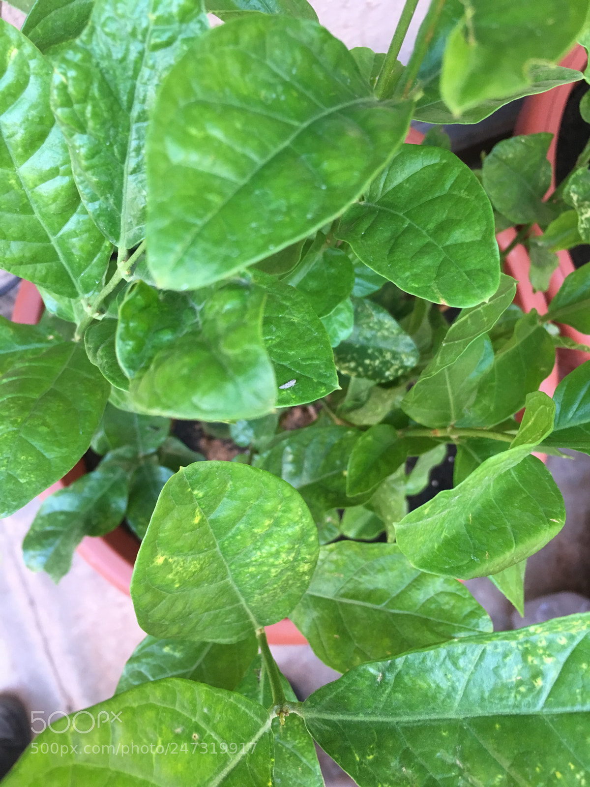 Apple iPhone 6s Plus sample photo. Untitled photography