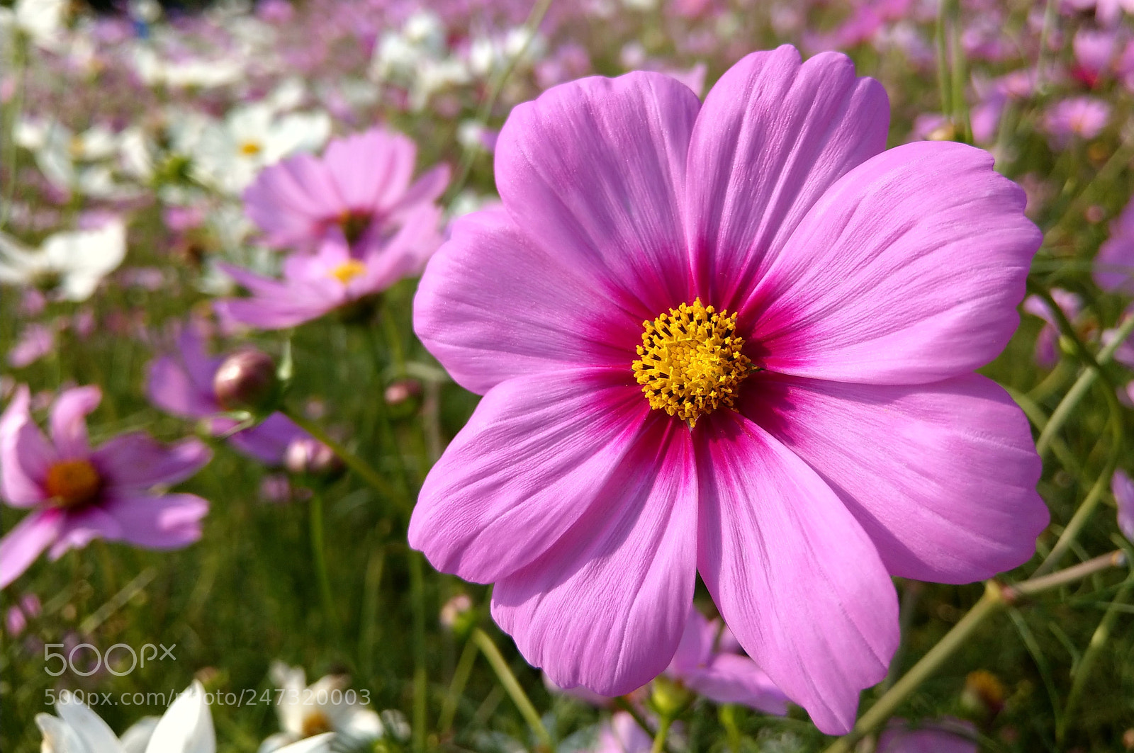 HTC U11 sample photo. Flower photography