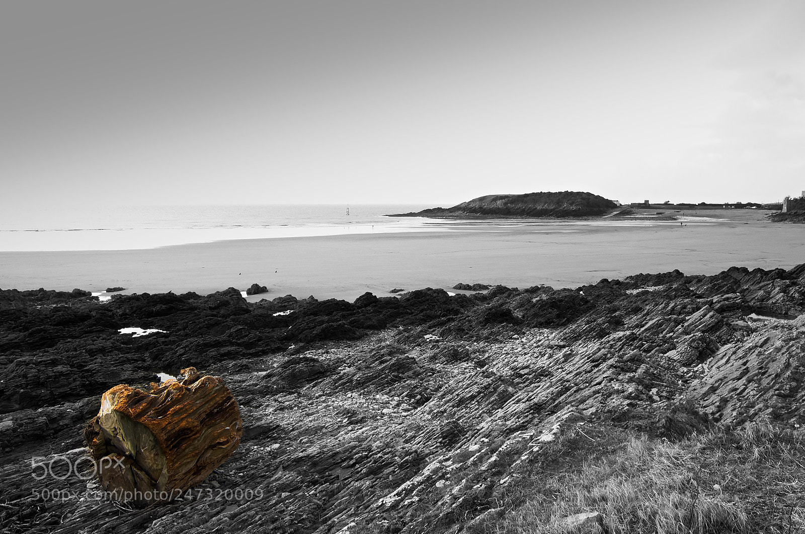Nikon D2X sample photo. Tree trunk photography
