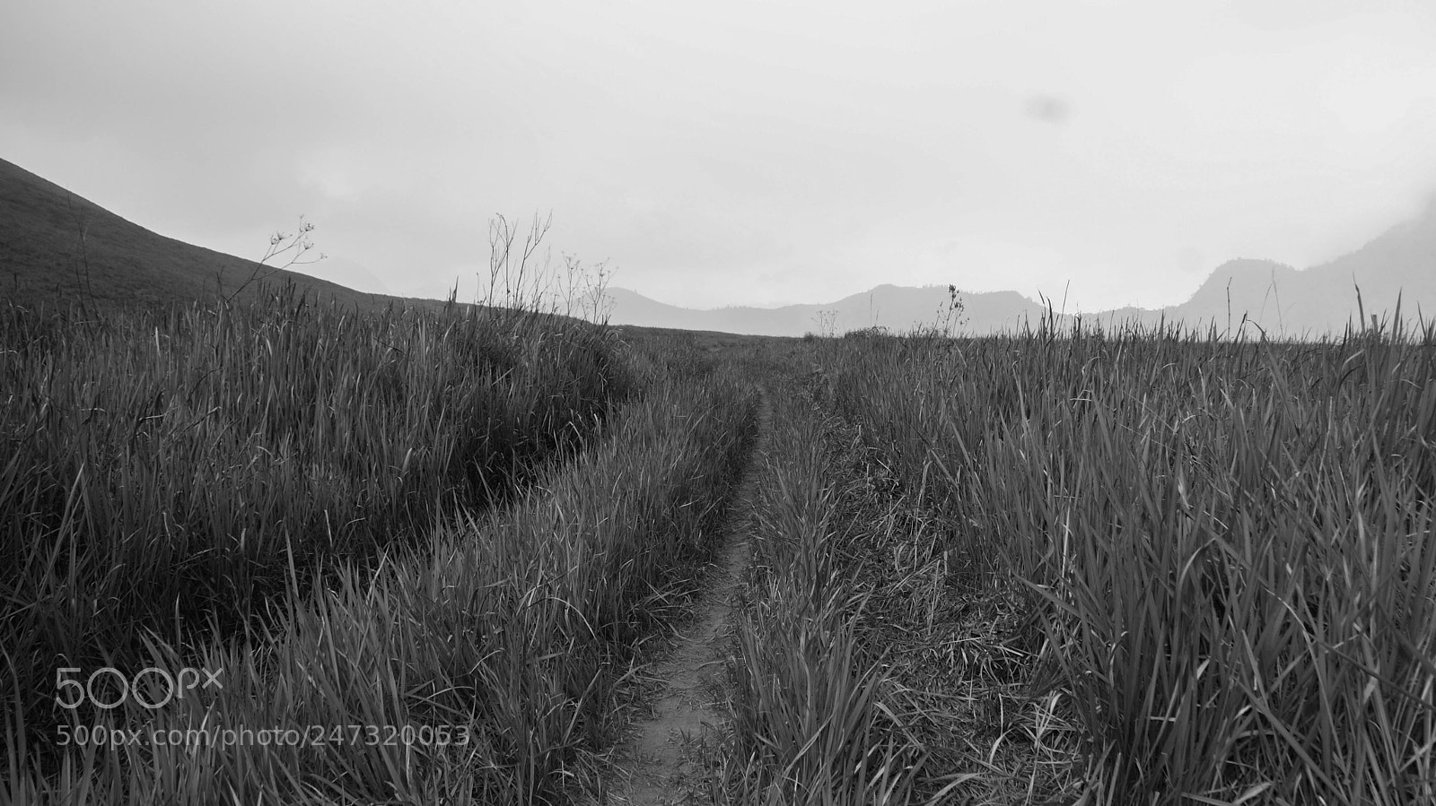 Sony Alpha DSLR-A200 sample photo. Hiden path photography