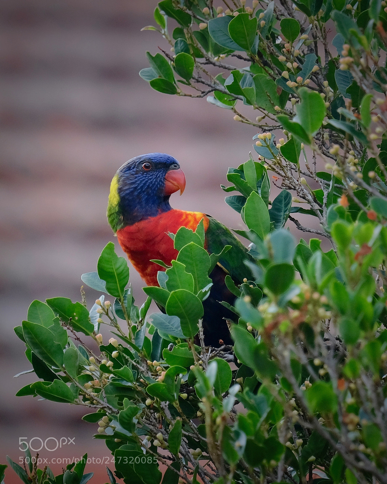 Fujifilm X-E3 sample photo. Cheeky bird photography