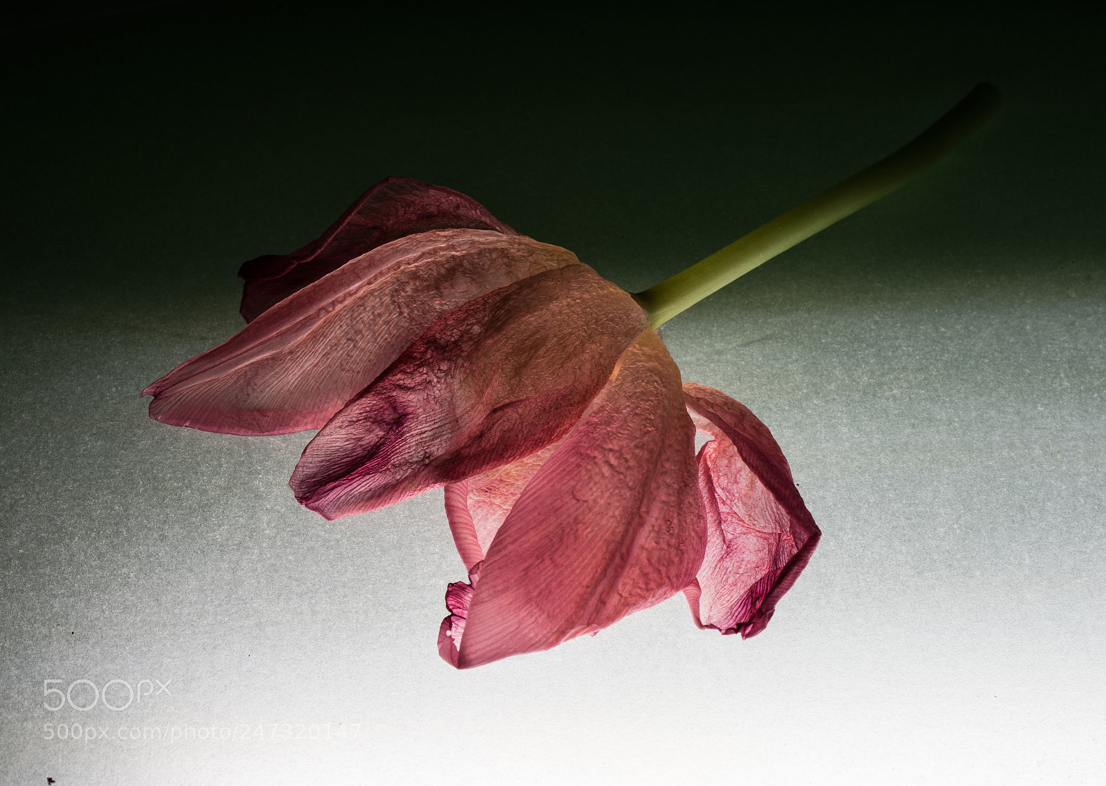 Sony a7 sample photo. Extra fragile photography