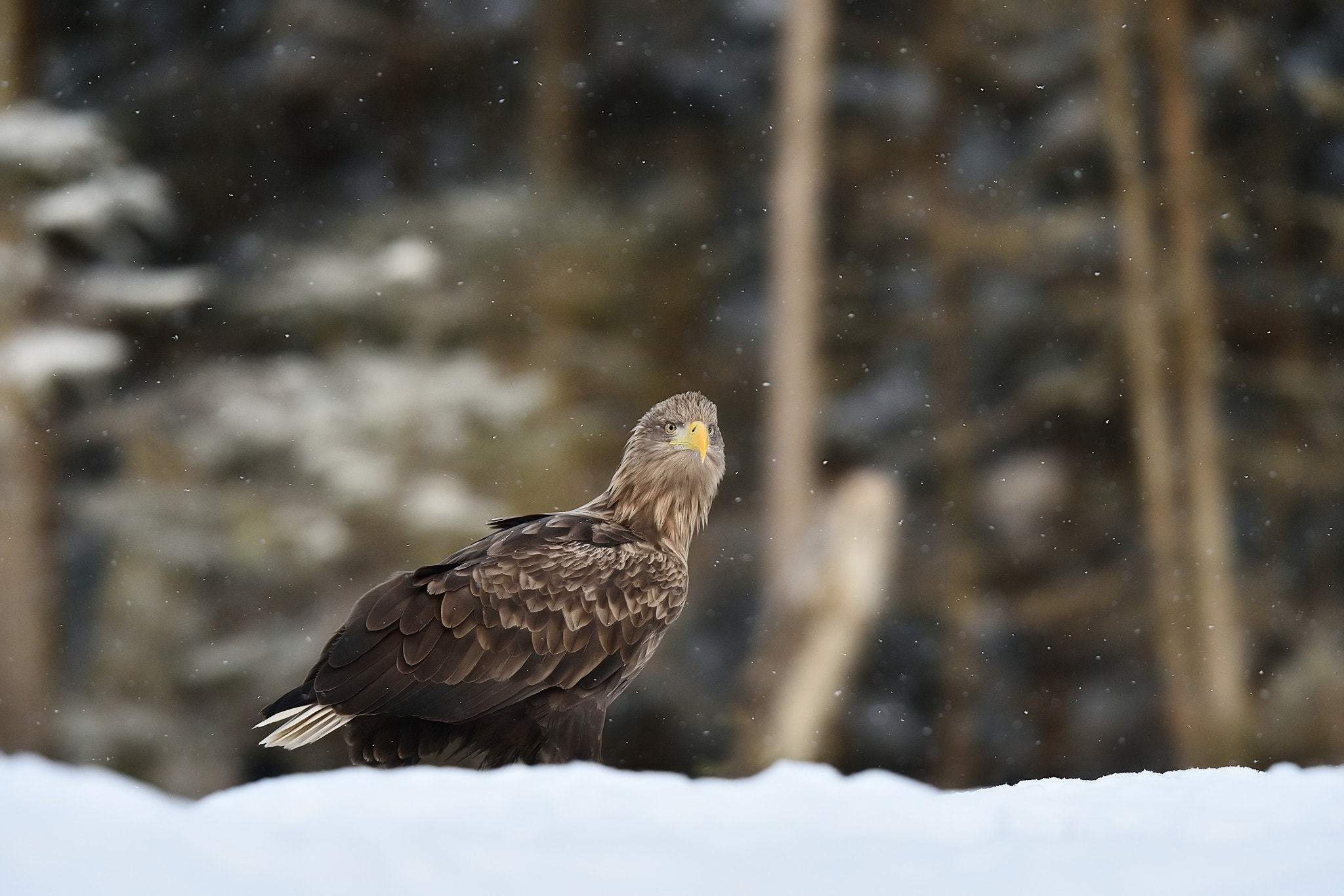 Nikon AF-S Nikkor 400mm F2.8G ED VR II sample photo. Eagle on snow with snowfall photography