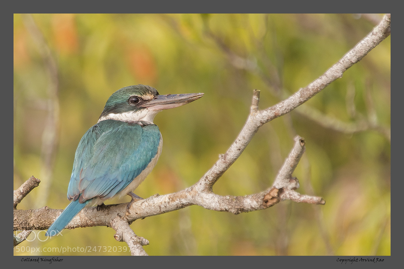 Nikon D7100 sample photo. Collared kingfisher photography