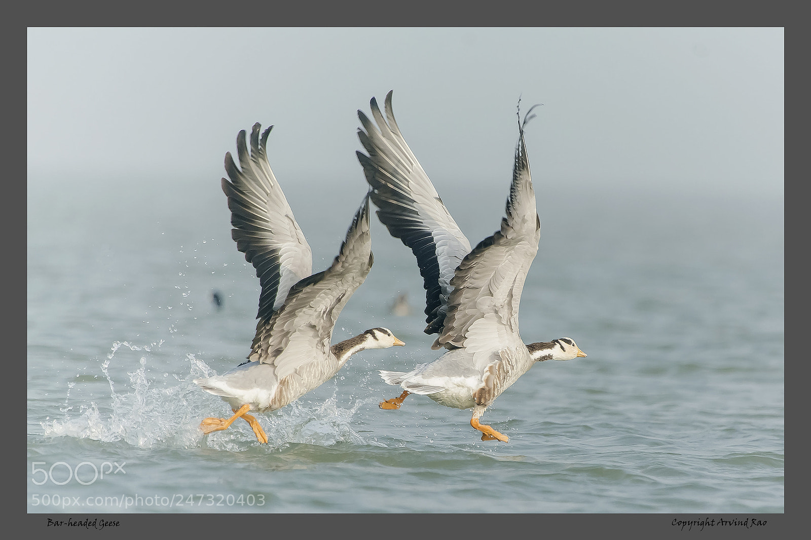 Nikon D7100 sample photo. Bar headed geese large photography