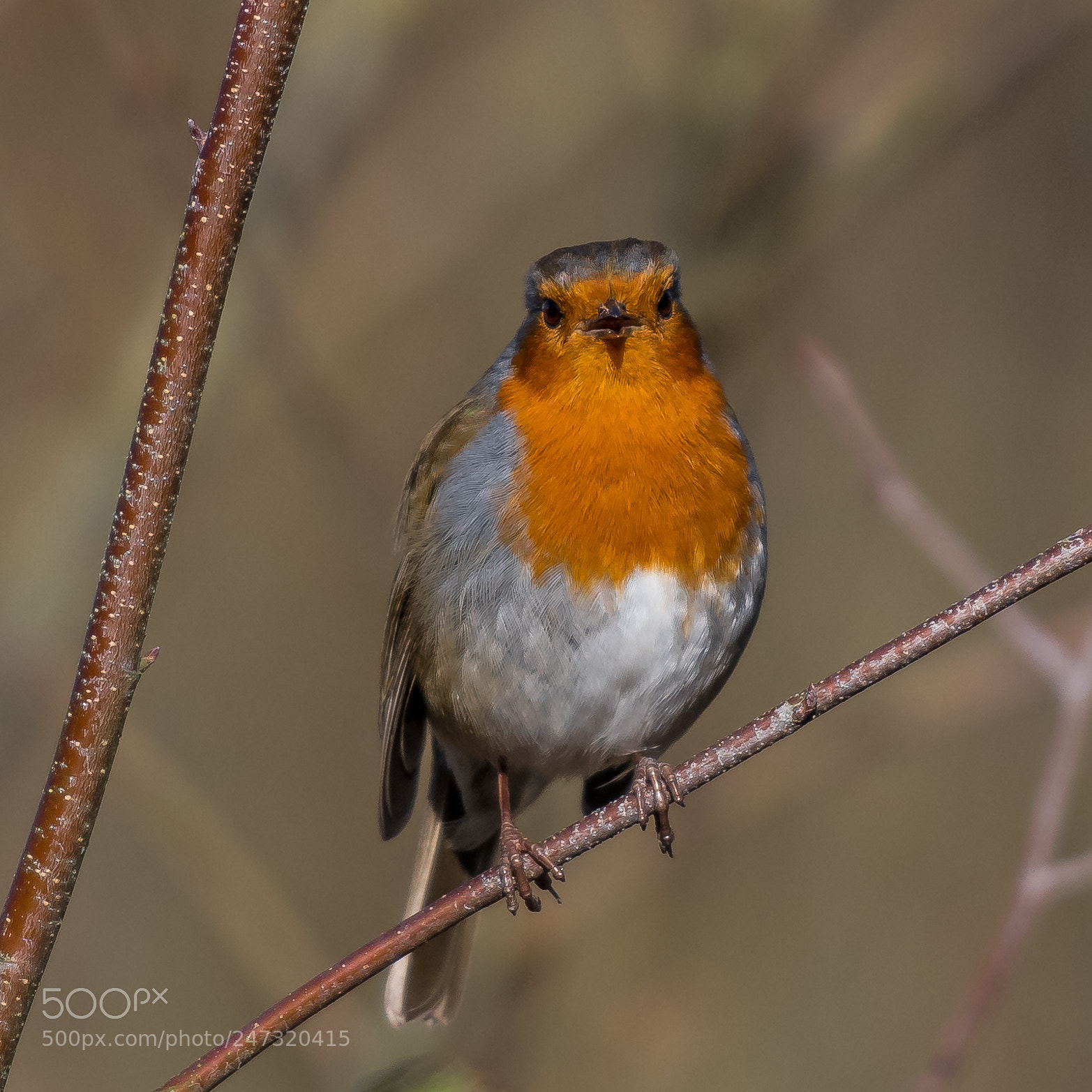 Nikon D850 sample photo. Winter robin photography