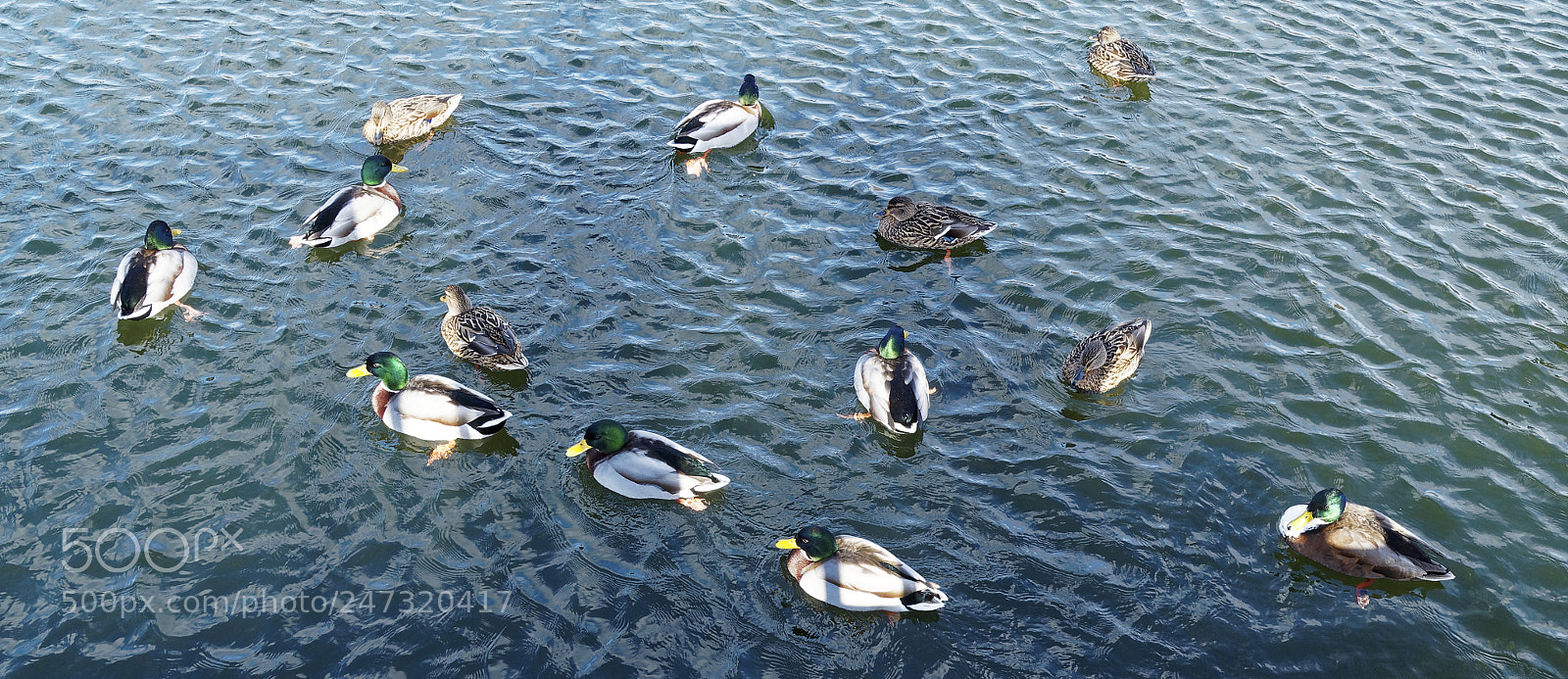 Olympus OM-D E-M5 sample photo. Bs-heidberg, tiere photography