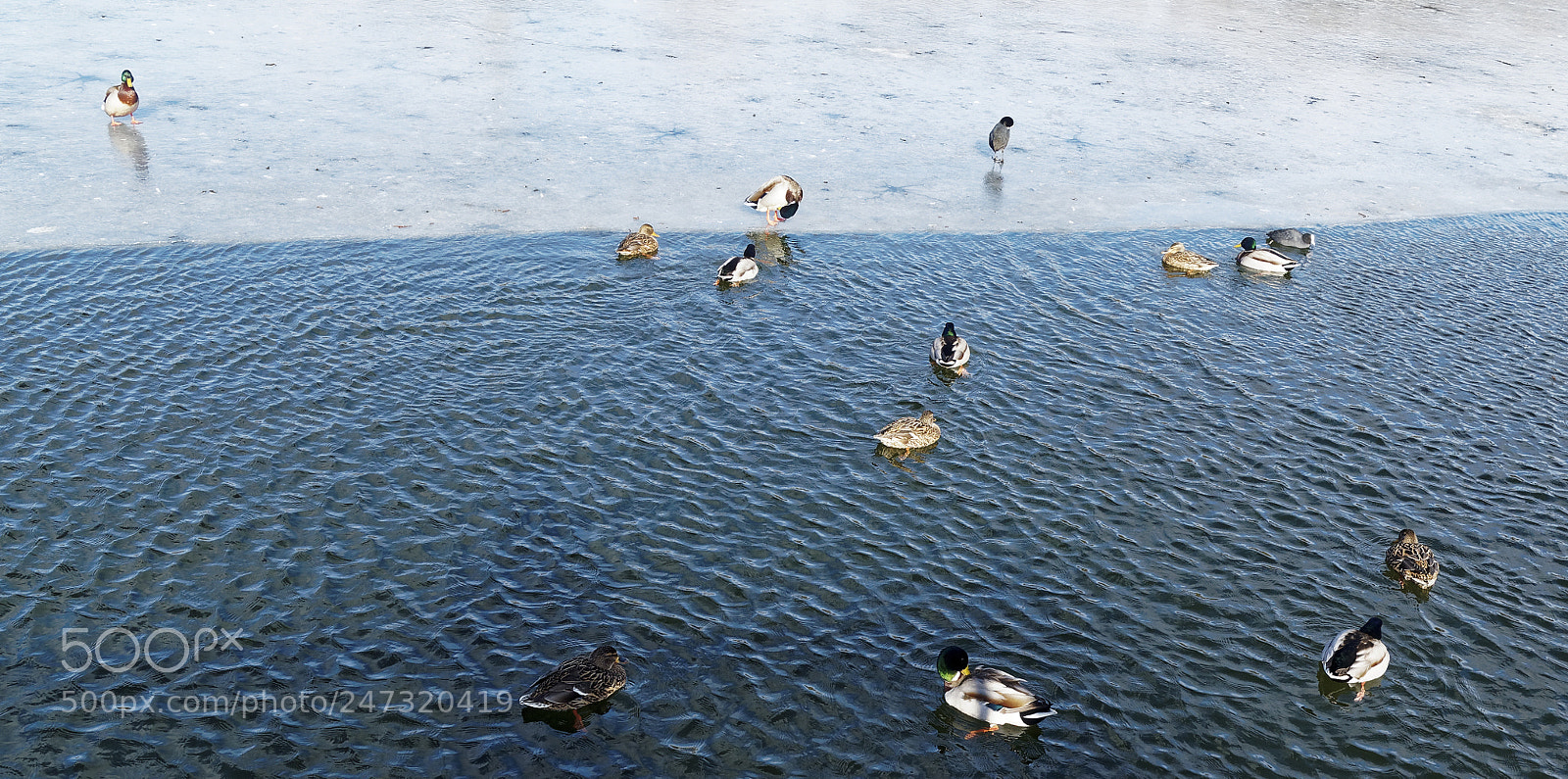 Olympus OM-D E-M5 sample photo. Bs-heidberg, tiere photography