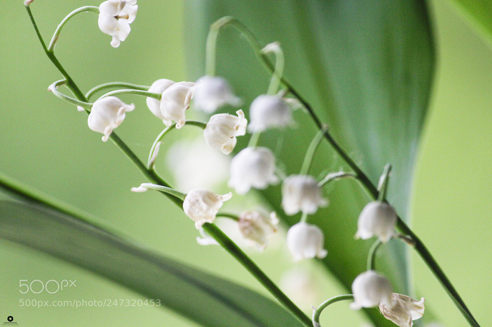 Canon EOS 600D (Rebel EOS T3i / EOS Kiss X5) sample photo. Flower ball photography