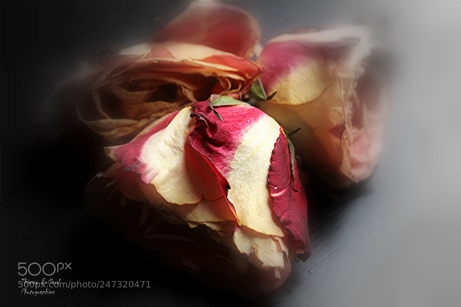 Canon EOS 600D (Rebel EOS T3i / EOS Kiss X5) sample photo. Trois roses photography