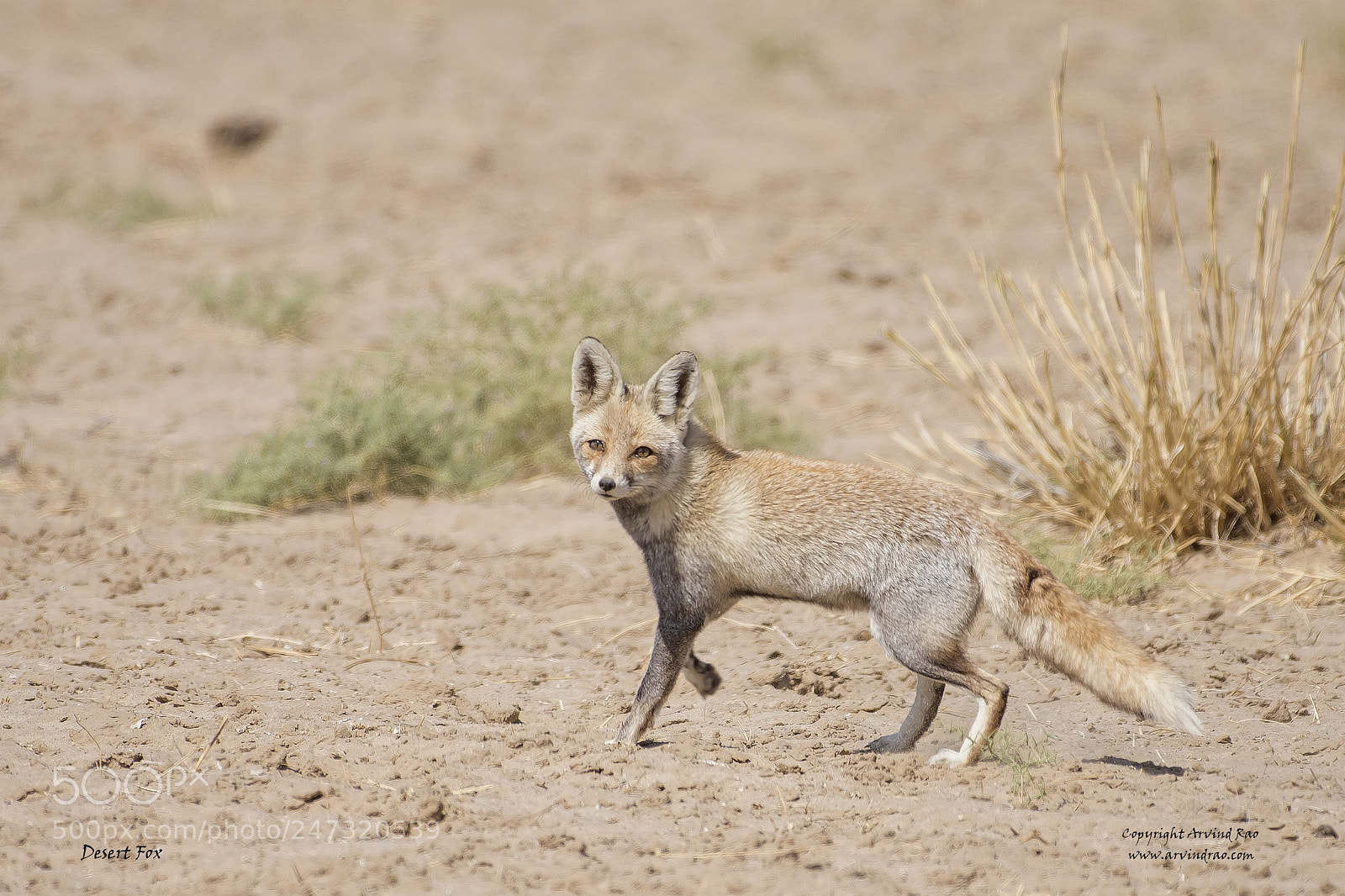 Nikon D7200 sample photo. Desert fox photography