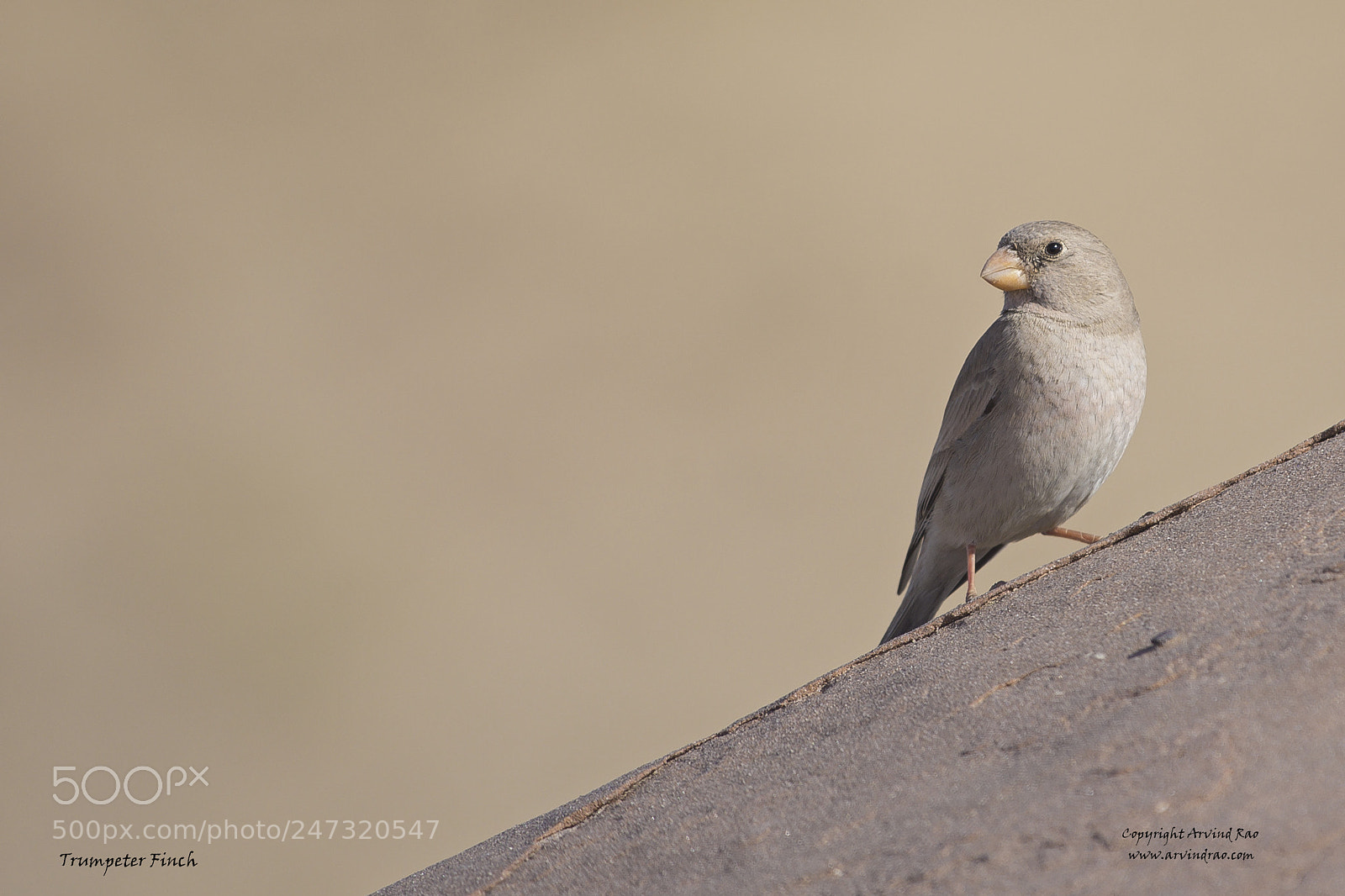 Nikon D7200 sample photo. Trumpeter finch - female photography