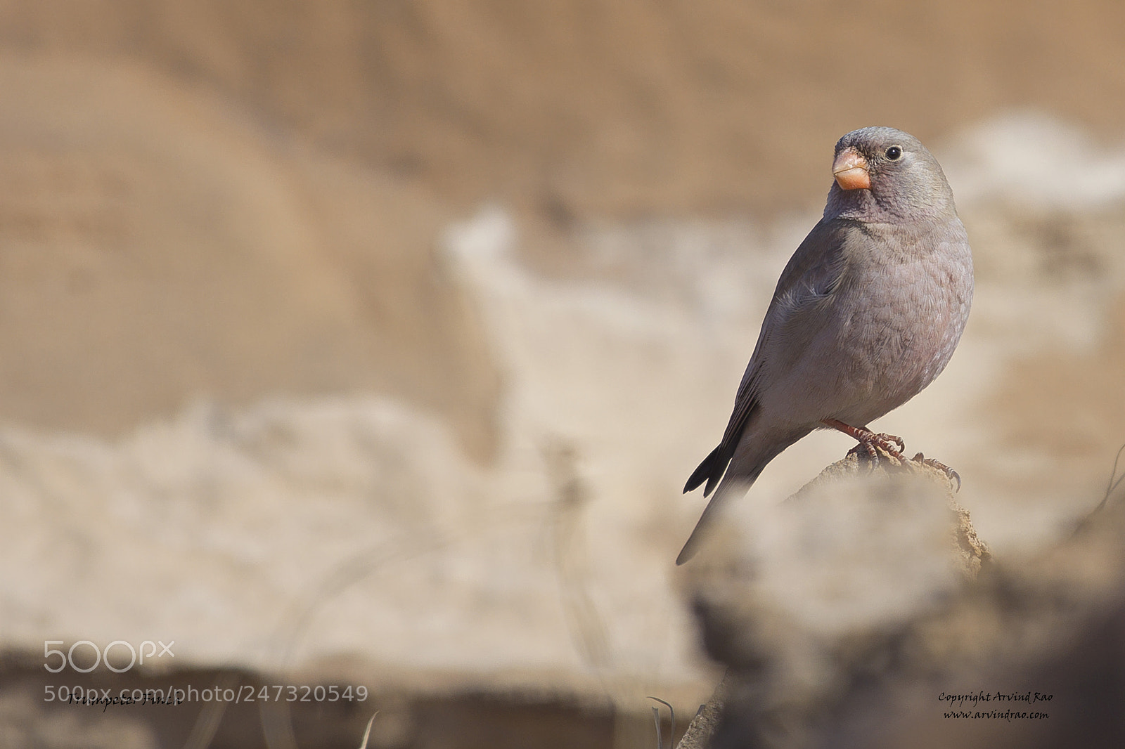 Nikon D7200 sample photo. Trumpeter finch photography