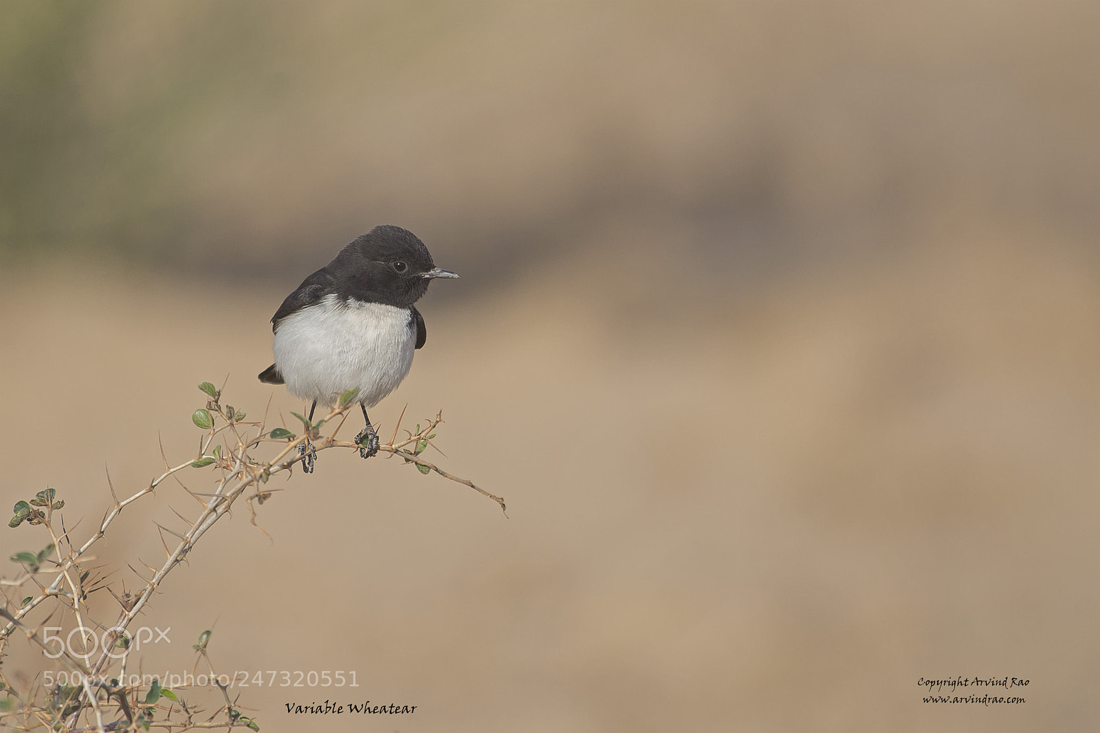 Nikon D7200 sample photo. Desert wheatear photography