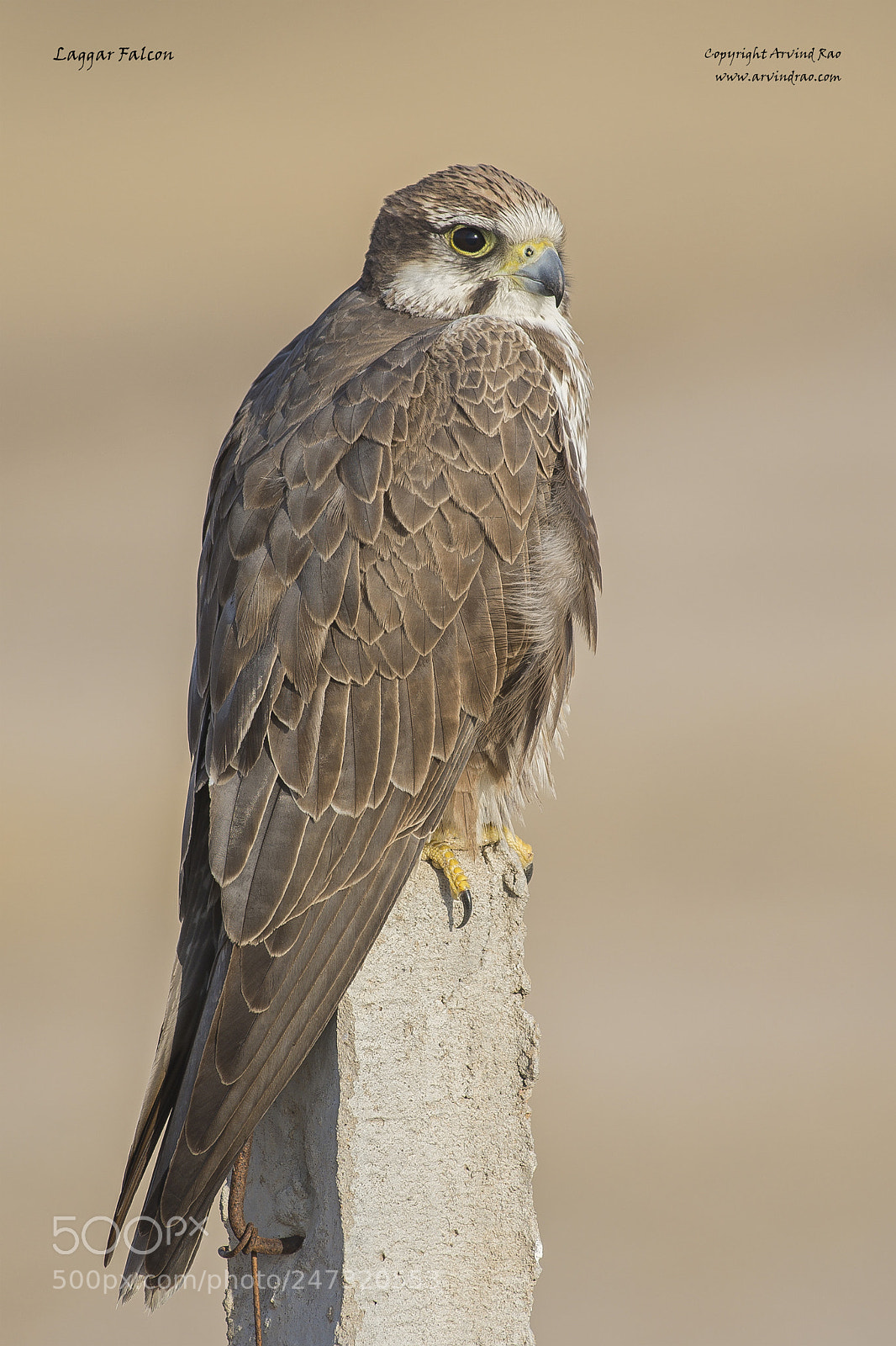 Nikon D7200 sample photo. Laggar falcon portrait photography