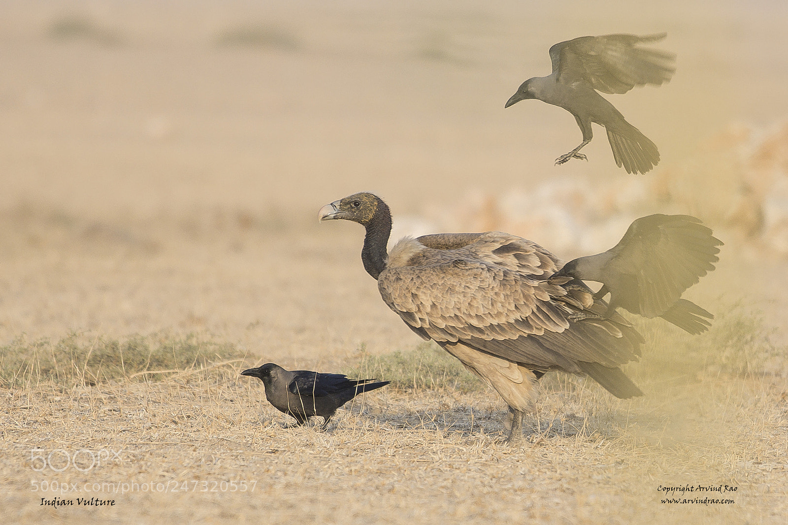 Nikon D7200 sample photo. Indian vulture and crows photography