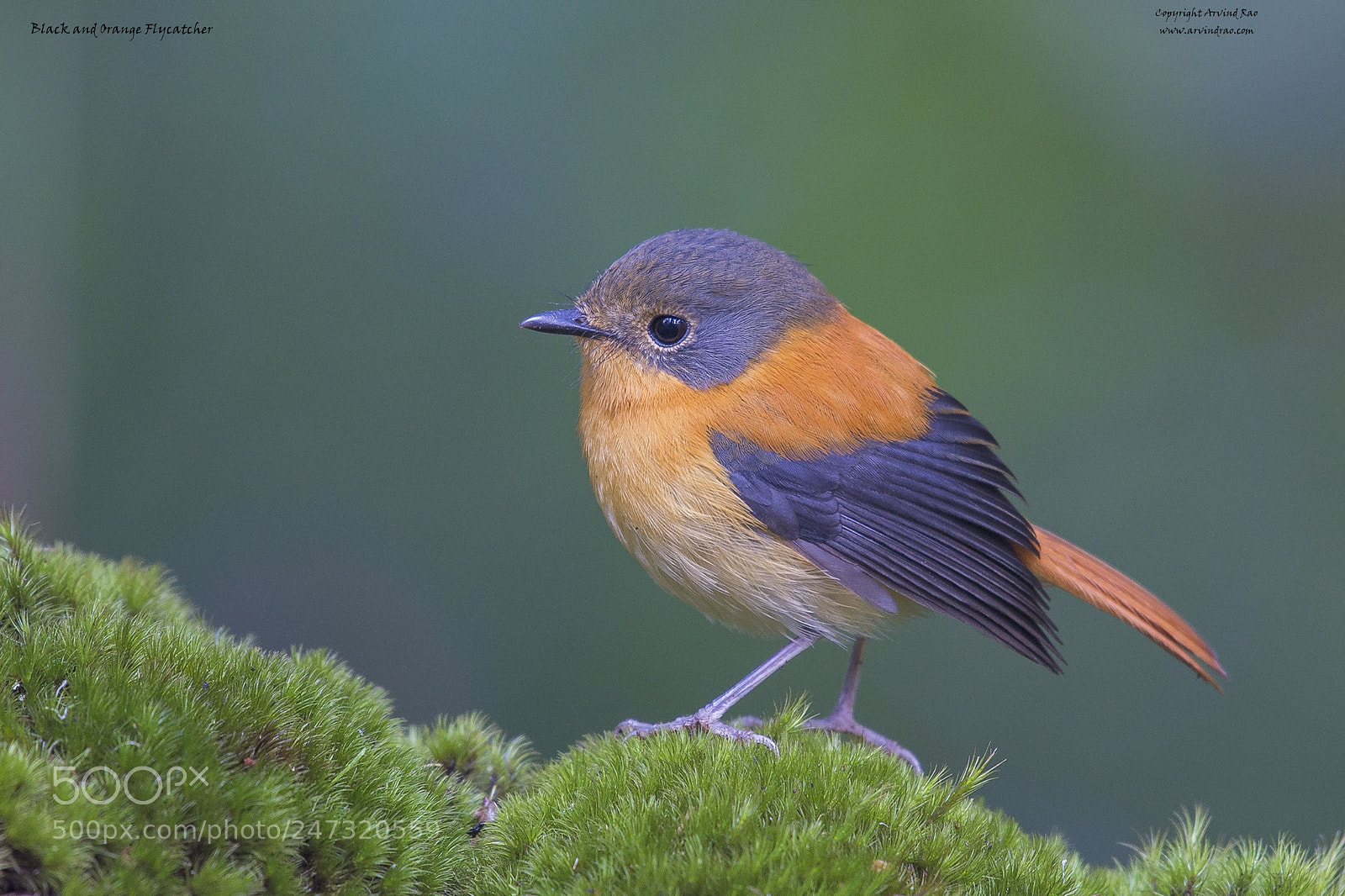 Nikon D7200 sample photo. Black and orange flycatcher photography