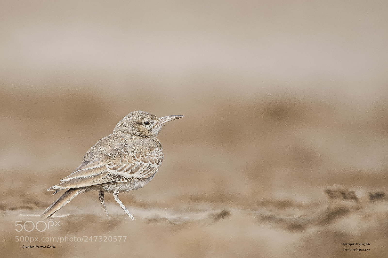 Nikon D7200 sample photo. Greater hoopoe lark photography