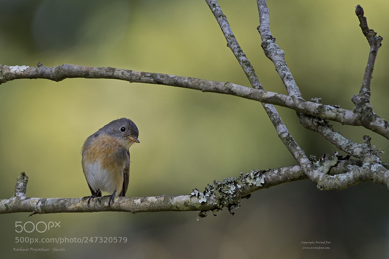 Nikon D7200 sample photo. Kashmir flycatcher - female photography