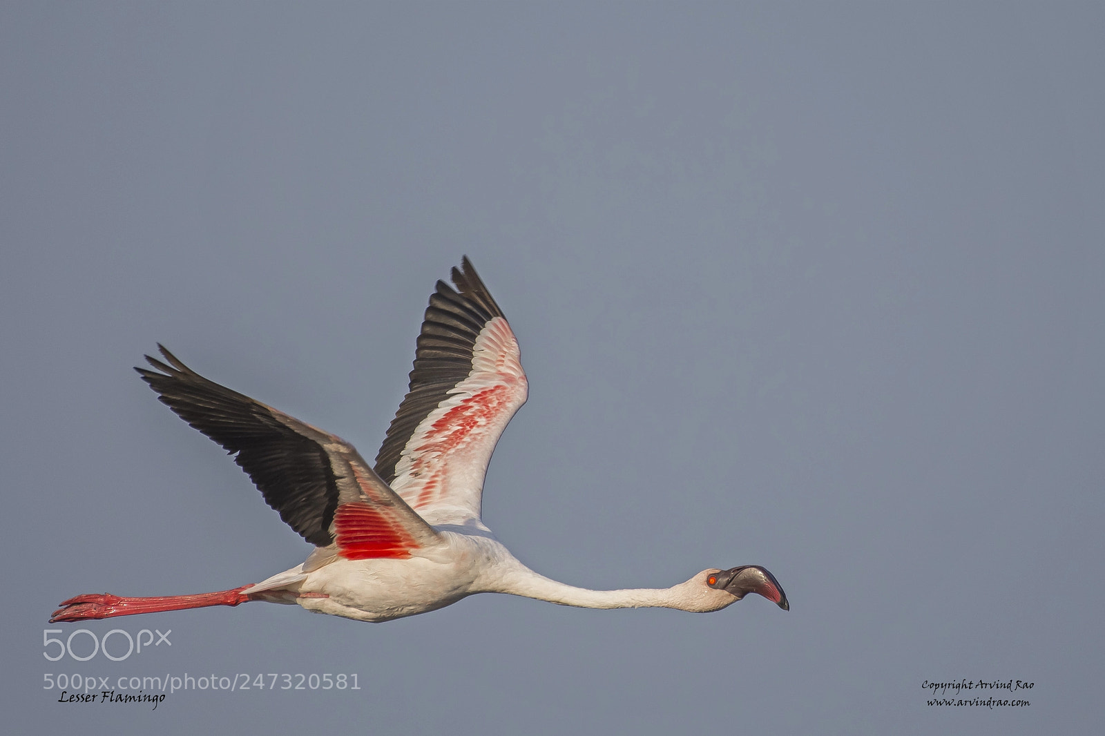 Nikon D7200 sample photo. Lesser flamingo in flight photography