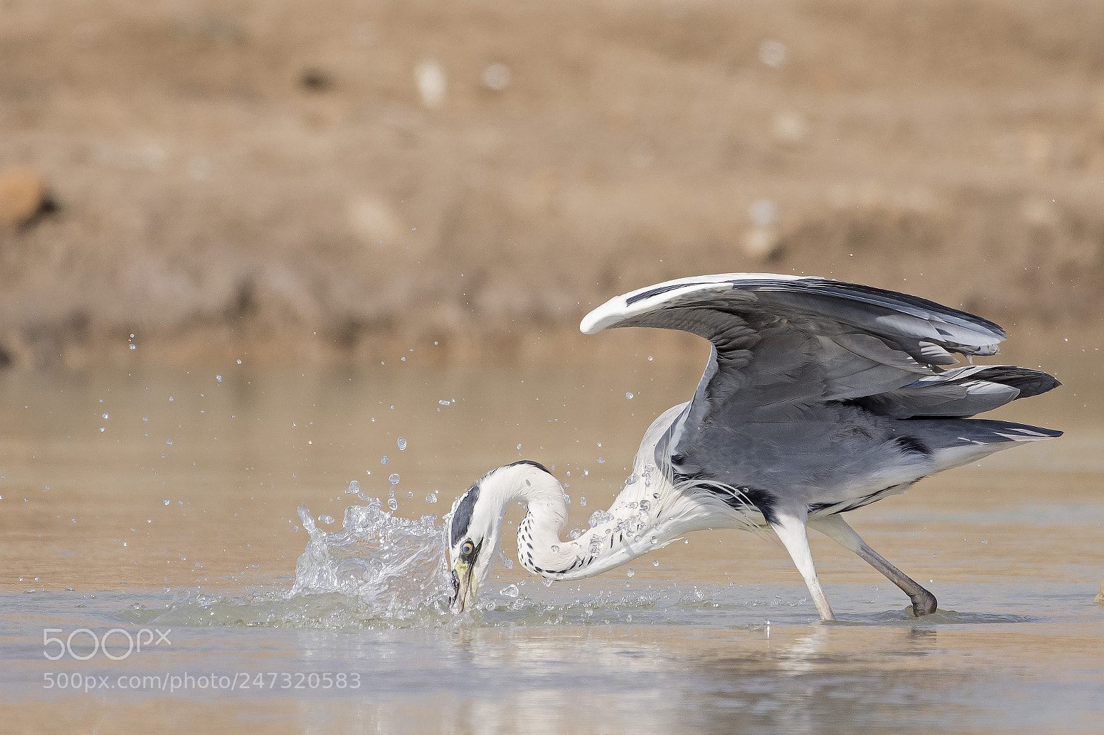 Nikon D7200 sample photo. Grey heron hunting photography