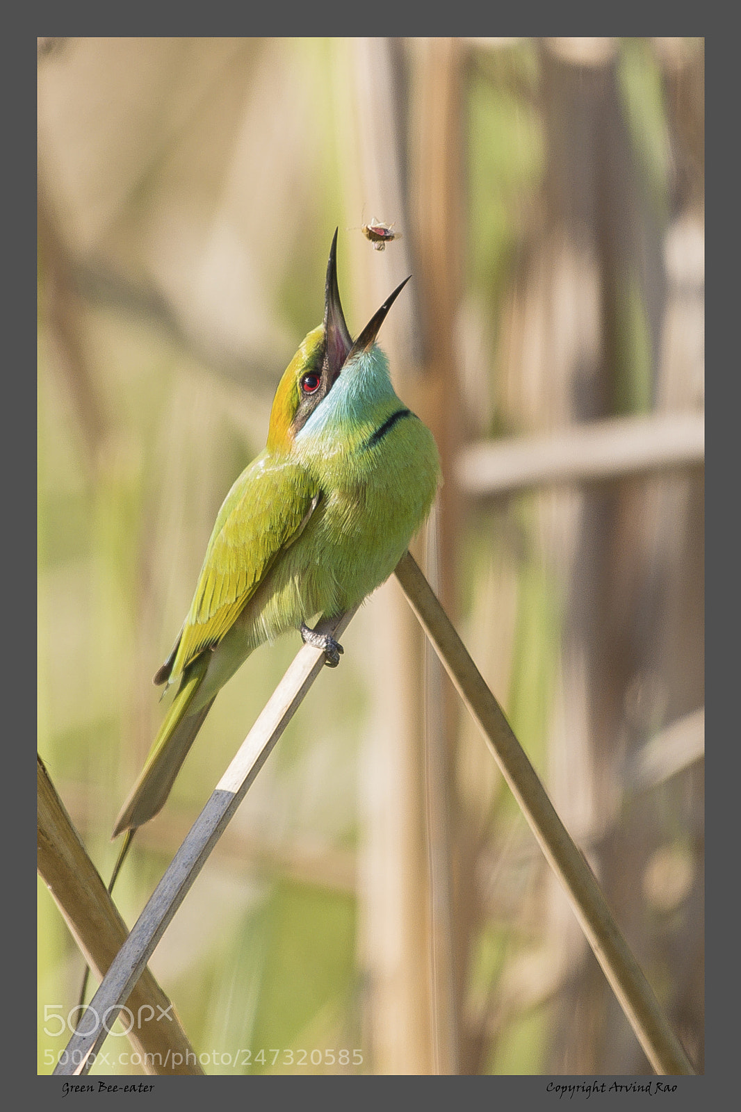 Nikon D7200 sample photo. Green bee-eater tossing bee photography