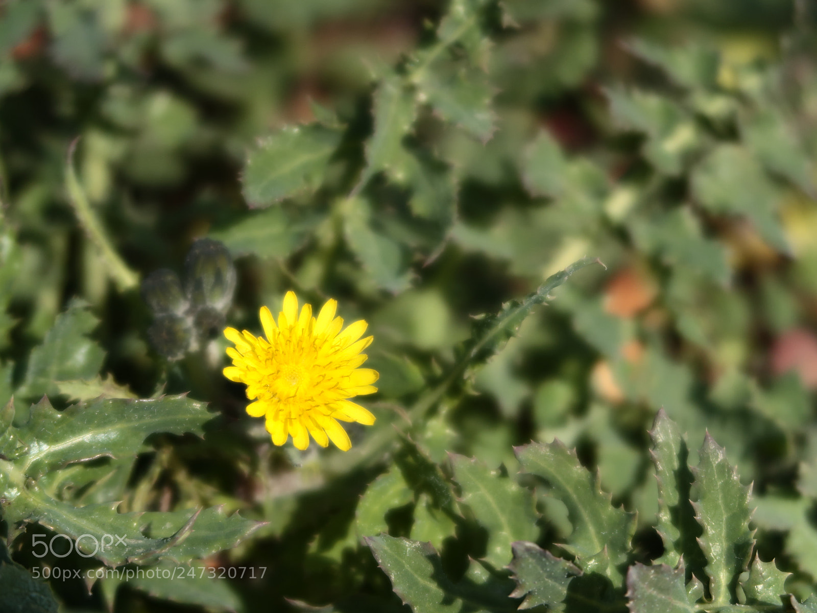 Canon PowerShot G7 X Mark II sample photo. Img photography