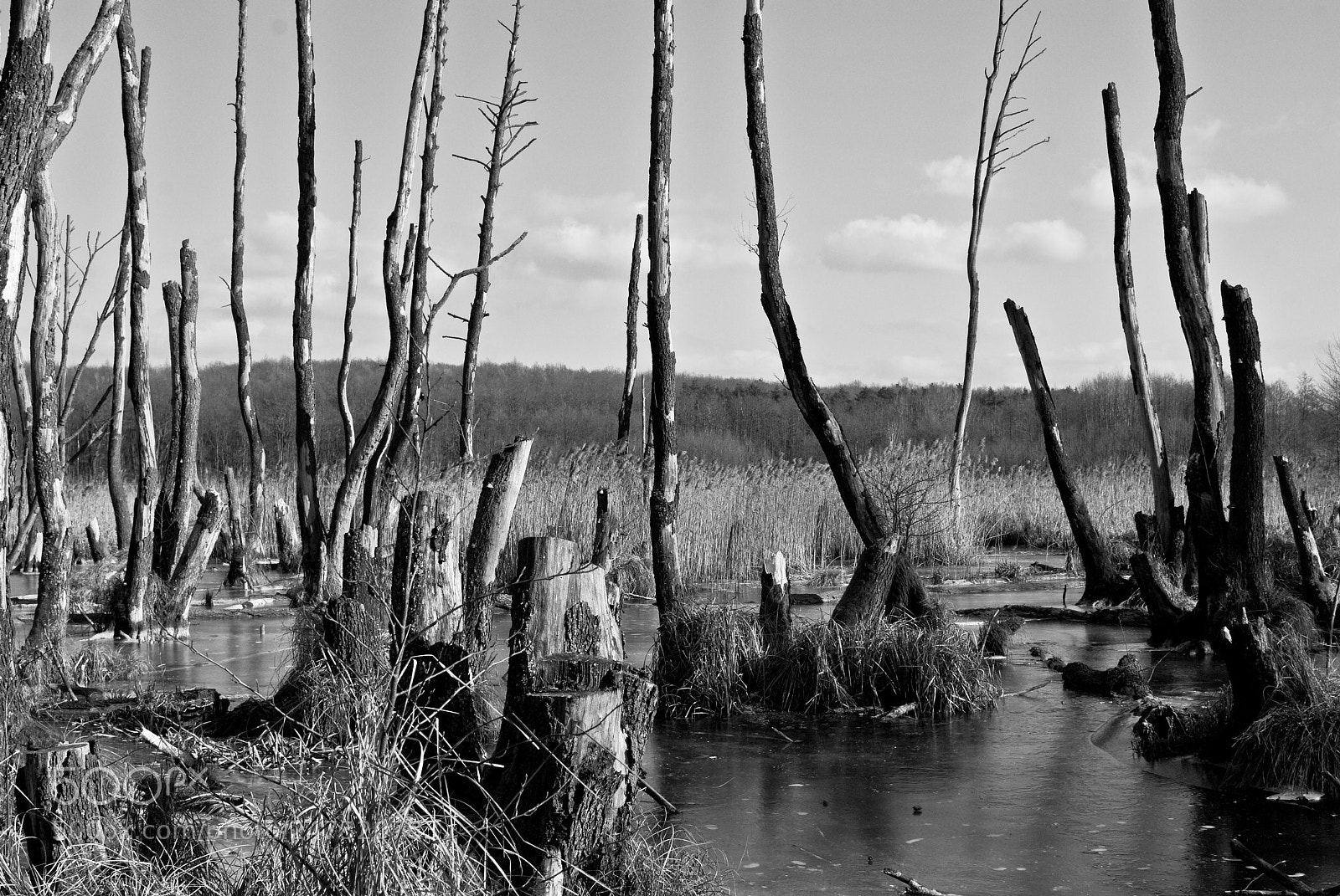 Nikon D80 sample photo. Swamp in winter photography