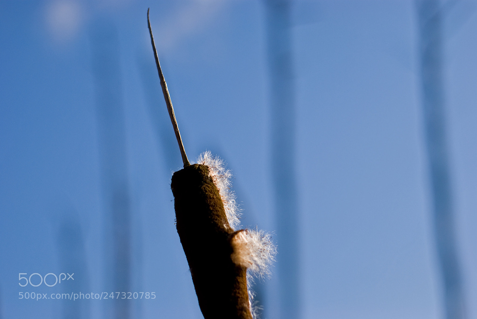 Nikon D80 sample photo. Swamp in winter photography