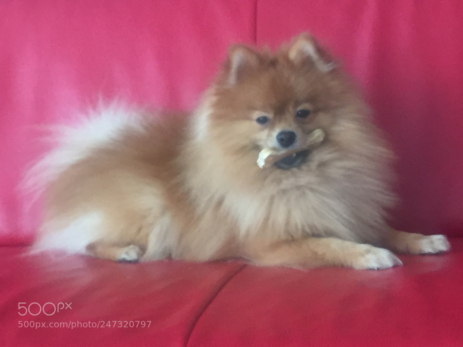 Apple iPhone 6 sample photo. My little teddy ❤️ photography