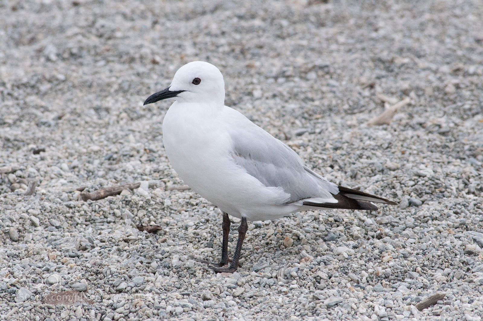 Nikon D90 sample photo. Black-billed gull / tarāpuka photography