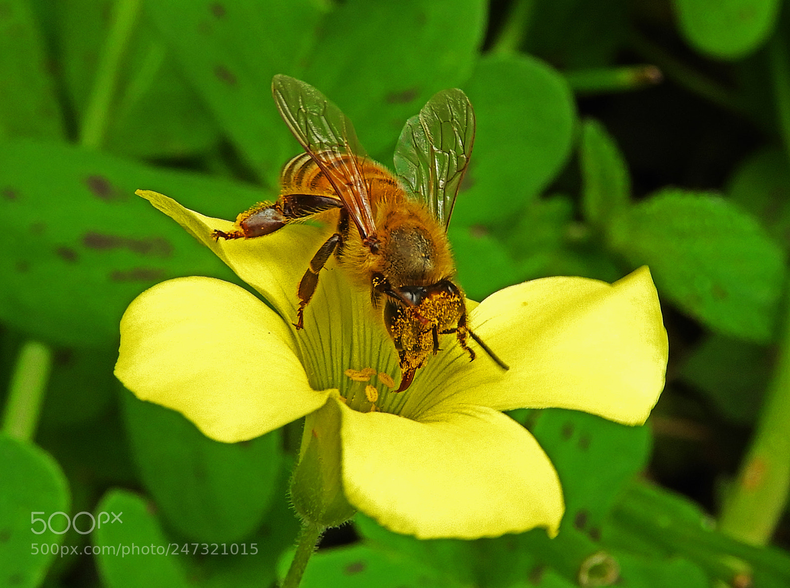 Nikon Coolpix B700 sample photo. Yellow bee. photography