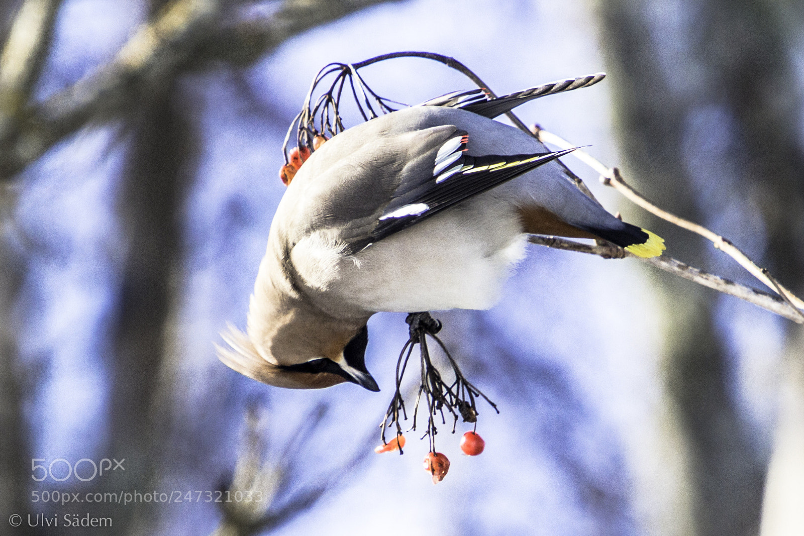 Canon EOS 650D (EOS Rebel T4i / EOS Kiss X6i) sample photo. Bohemian waxwing photography
