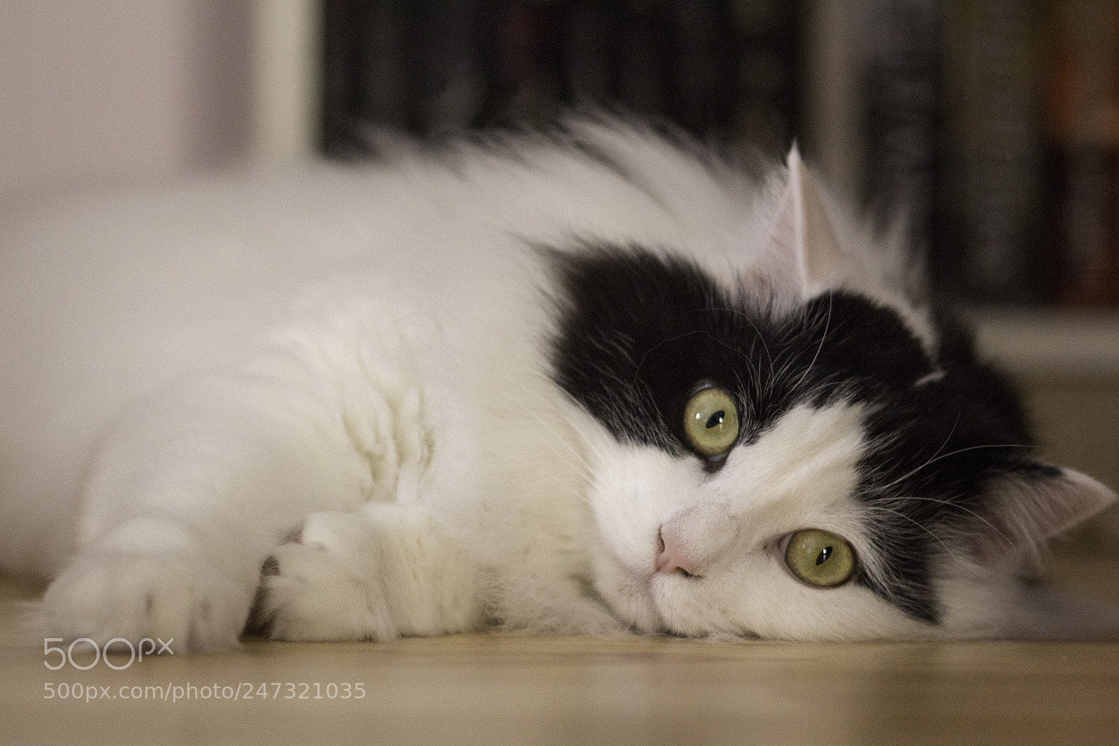 Canon EOS 650D (EOS Rebel T4i / EOS Kiss X6i) sample photo. Kitty cat photography