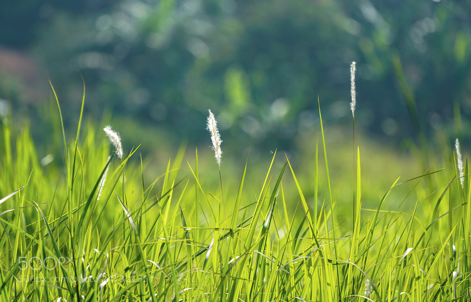 Sony a7R II sample photo. Untitled photography