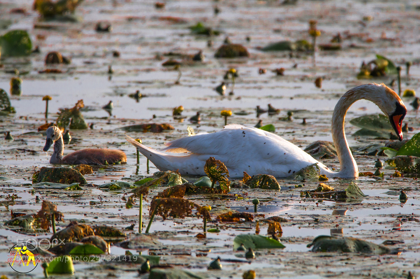 Canon EOS 700D (EOS Rebel T5i / EOS Kiss X7i) sample photo. Swan photography