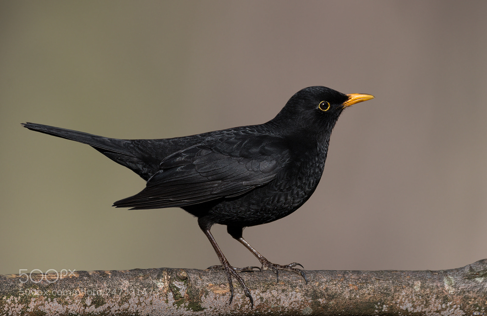 Nikon D850 sample photo. Male blackbird. photography