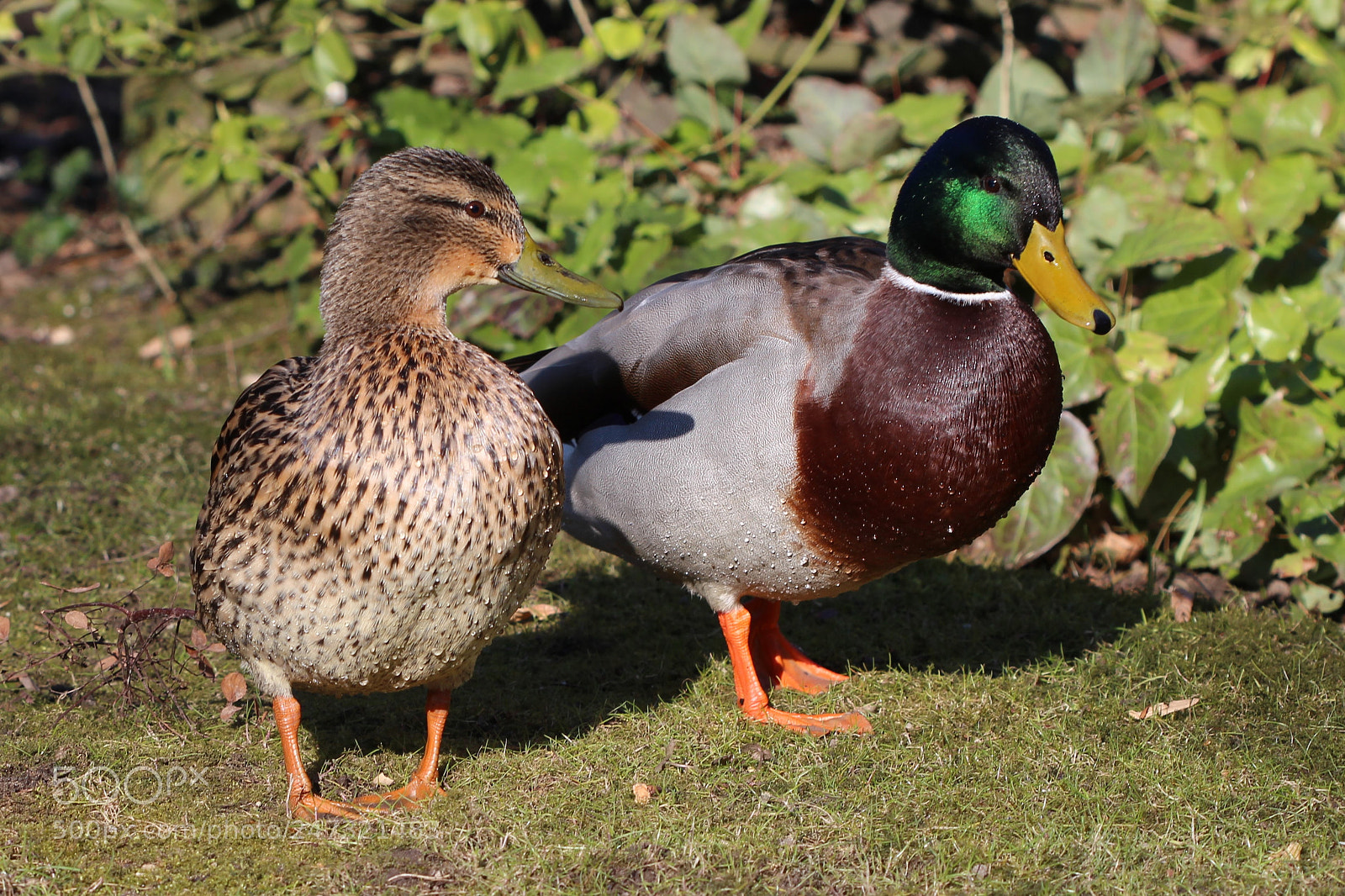 Canon EOS 700D (EOS Rebel T5i / EOS Kiss X7i) sample photo. Lisa & alfonso photography