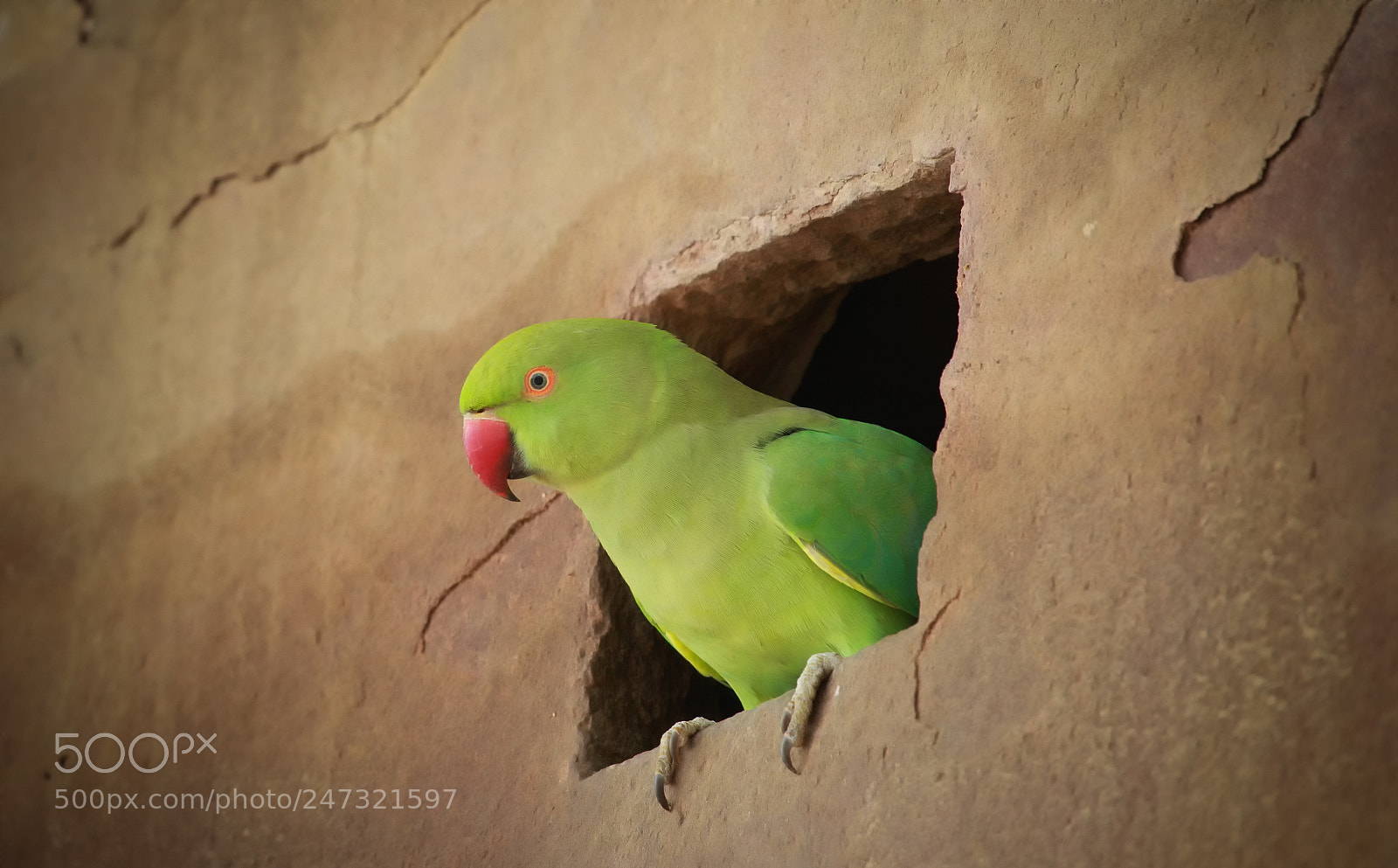 Canon EOS 7D Mark II sample photo. Parrot of tulsi ghat photography