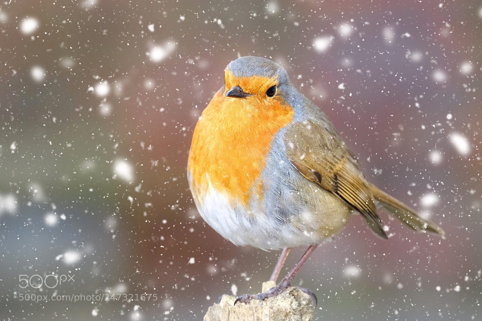 Fujifilm X-T20 sample photo. "rotund robin". photography