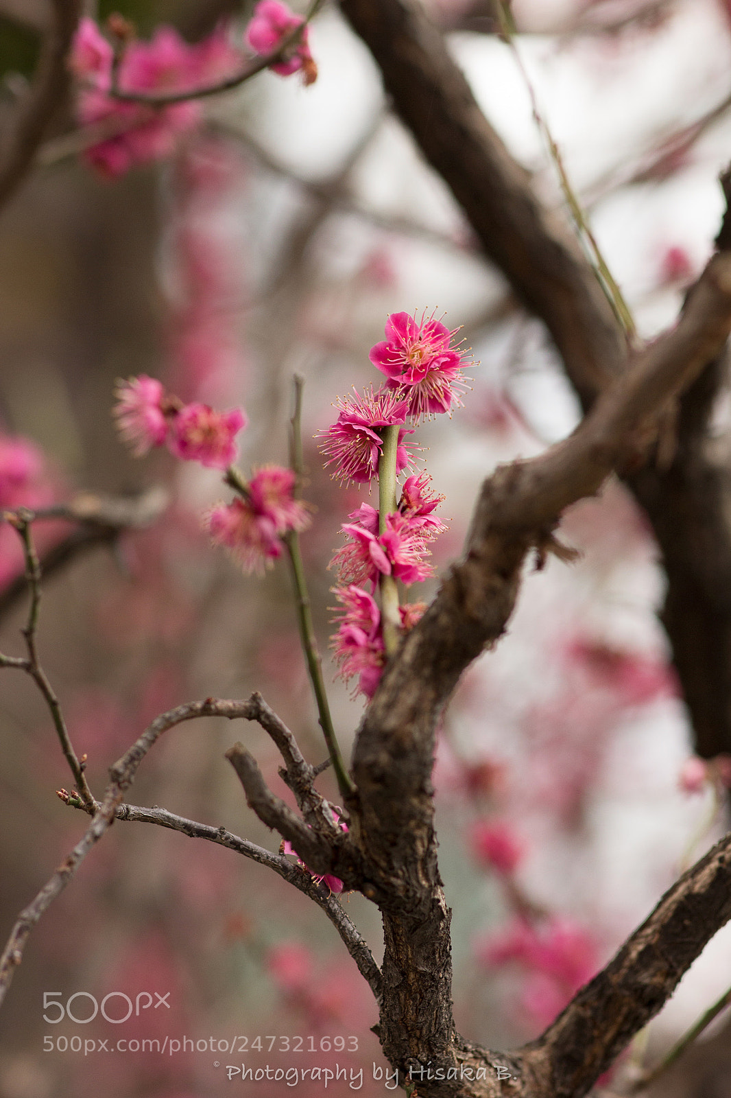 Canon EOS 60D sample photo. Untitled photography