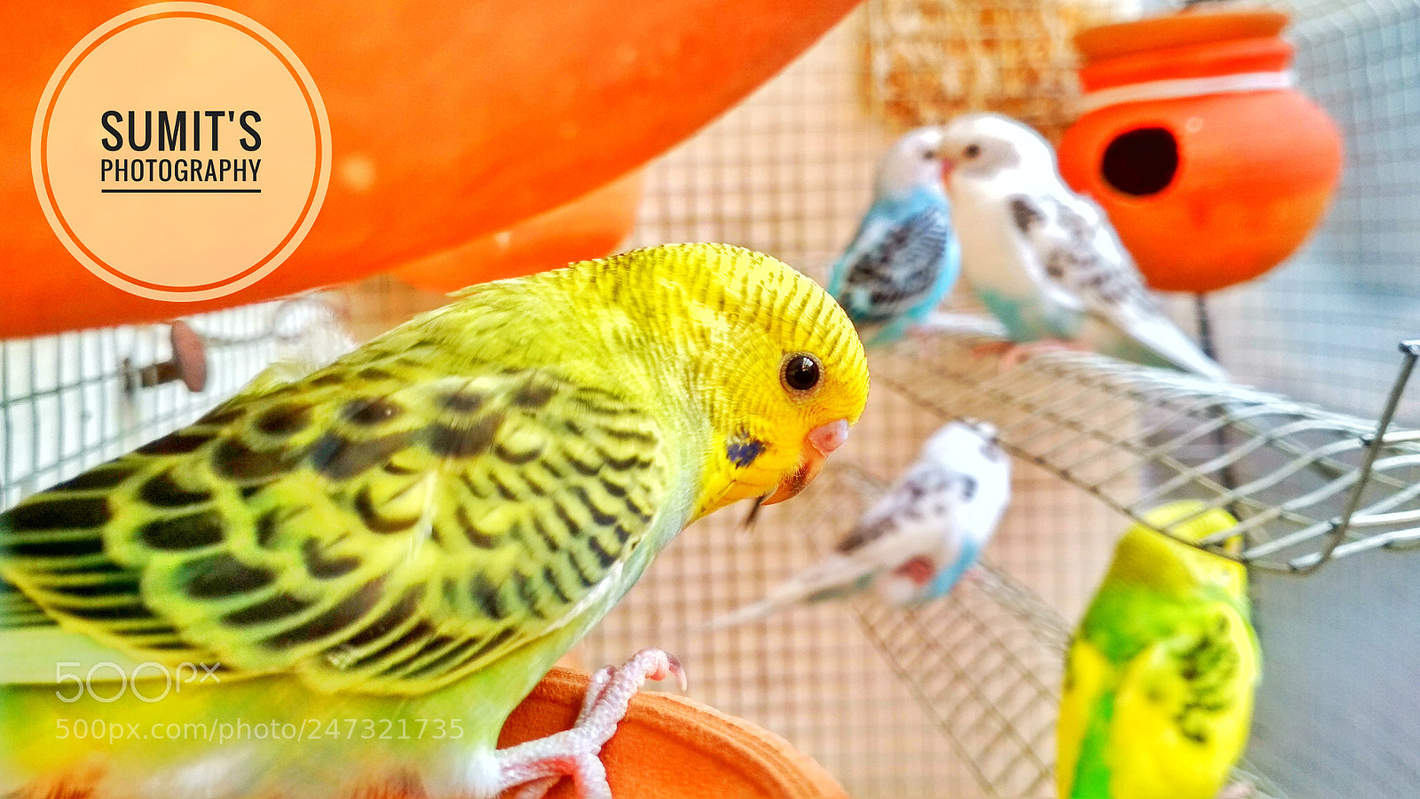 Xiaomi Redmi 4 Pro sample photo. Close-up photography